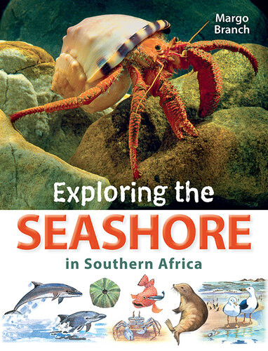 Exploring The Seashore In Southern Africa Margo Branch