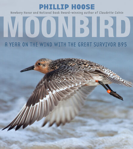 Moonbird A Year On The Wind With The Great Survivor B95 Phillip Hoose