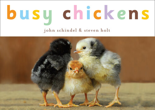 Busy Chickens John Schindel