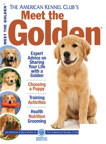 Meet The Golden American Kennel Club
