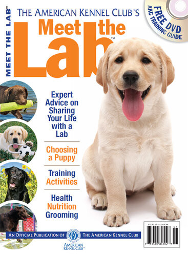 Meet The Lab American Kennel Club