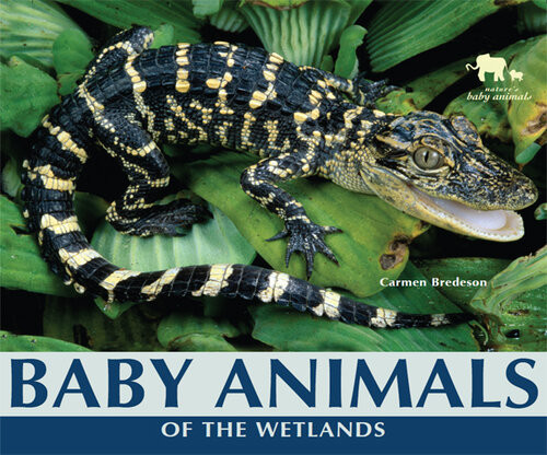Baby Animals Of The Wetlands Carmen Bredeson