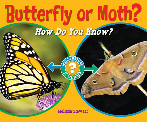 Butterfly Or Moth Melissa Stewart