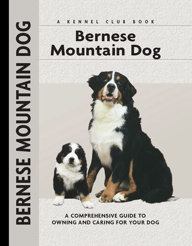 Bernese Mountain Dog Louise Harper