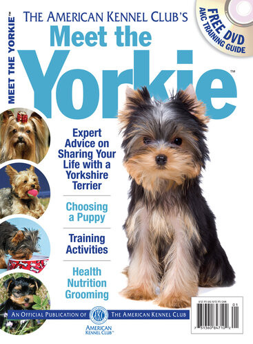 Meet The Yorkie Dog Fancy Magazine