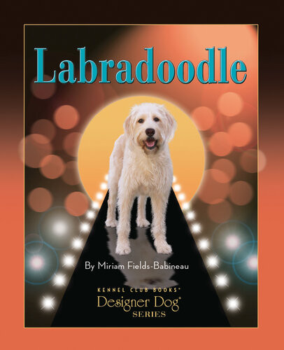 Labradoodle Miriam Fieldsbabineau