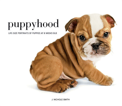 Puppyhood Lifesize Portraits Of Puppies At 6 Weeks Old J Nichole Smith