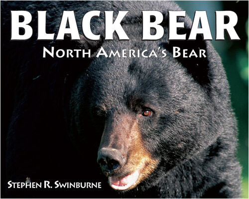 Black Bear North Americas Bear Stephen R Swinburne