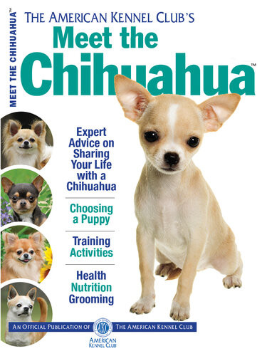Meet The Chihuahua American Kennel Club