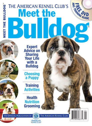 Meet The Bulldog The American Kennel Club