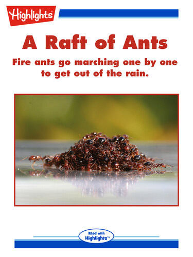 A Raft Of Ants Dan Risch