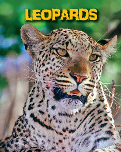 Leopards Claire Throp