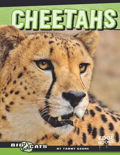 Cheetahs Charlotte Guillain