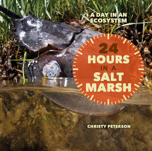 24 Hours In A Salt Marsh Christy Peterson