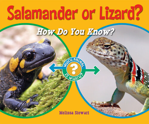 Salamander Or Lizard Melissa Stewart
