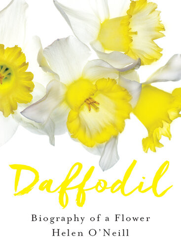 Daffodil Helen Oneill