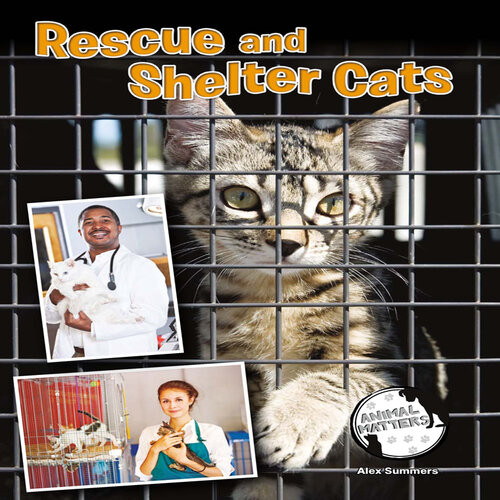 Rescue And Shelter Cats Alex Summers