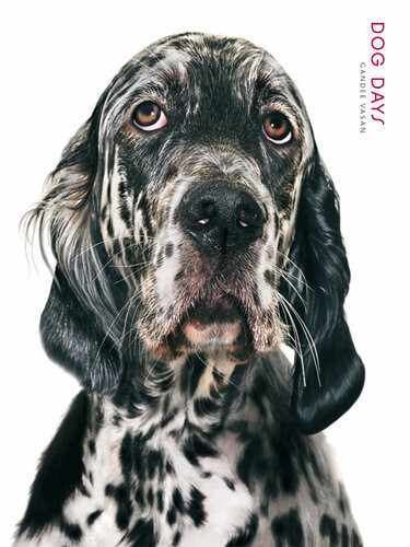 Dog Days Gandee Vasan Pq Blackwell Ltd