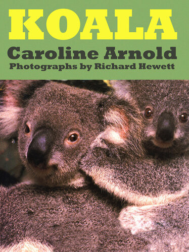 Koala Caroline Arnold