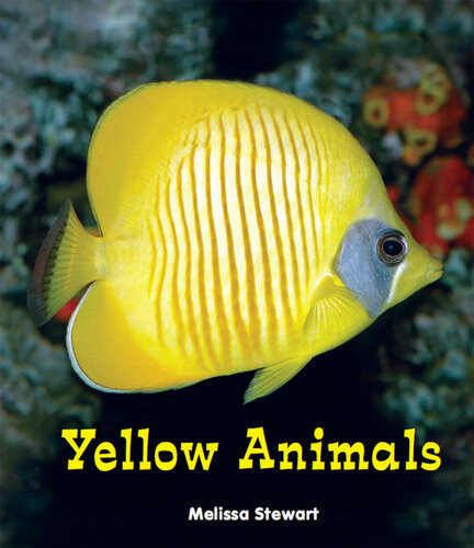 Yellow Animals All About A Rainbow Of Animals Melissa Stewart