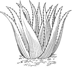 The Country Almanac Of Home Remedies Brigitte Mars