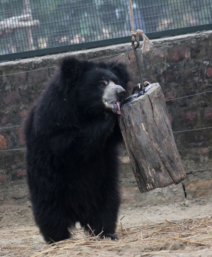 Honey For The Bears Gabrielle Demonico