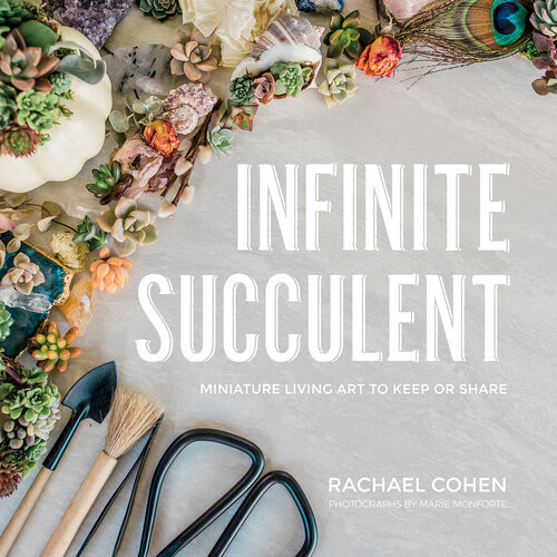 Infinite Succulent Miniature Living Art To Keep Or Share Rachael Cohen