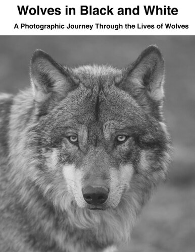 Wolves In Black And White A Photographic Journey Through The Lives Of Wolves David Sechovicz