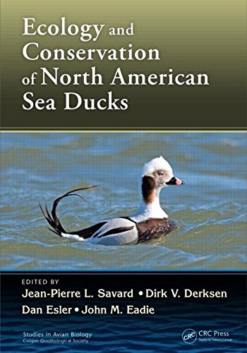 Ecology And Conservation Of North American Sea Ducks Jeanpierre L Savard