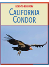 California Condor Susan H Gray