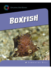 Boxfish Samantha Bell