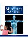 The Muscular System Susan H Gray