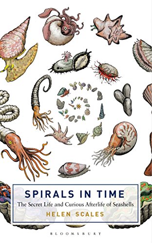 Spirals In Time The Secret Life And Curious Afterlife Of Seashells Helen Scales