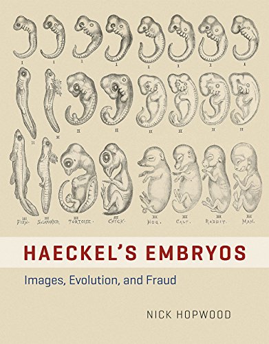 Haeckels Embryos Images Evolution And Fraud Nick Hopwood