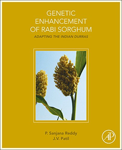 Genetic Enhancement Of Rabi Sorghum Adapting The Indian Durras 1st Edition Sanjana Reddy