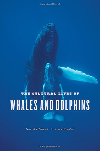 The Cultural Lives Of Whales And Dolphins Hal Whitehead Luke Rendell