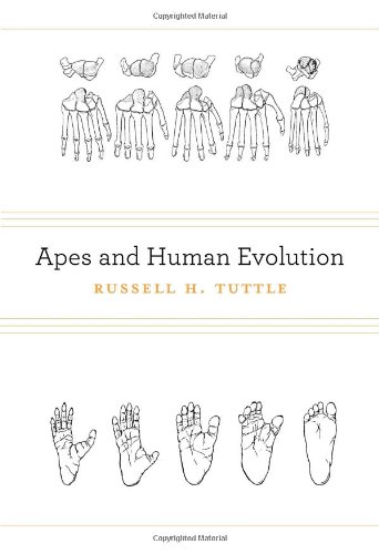 Apes And Human Evolution Russell H Tuttle