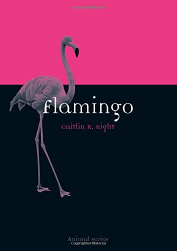 Flamingo Caitlin R Kight