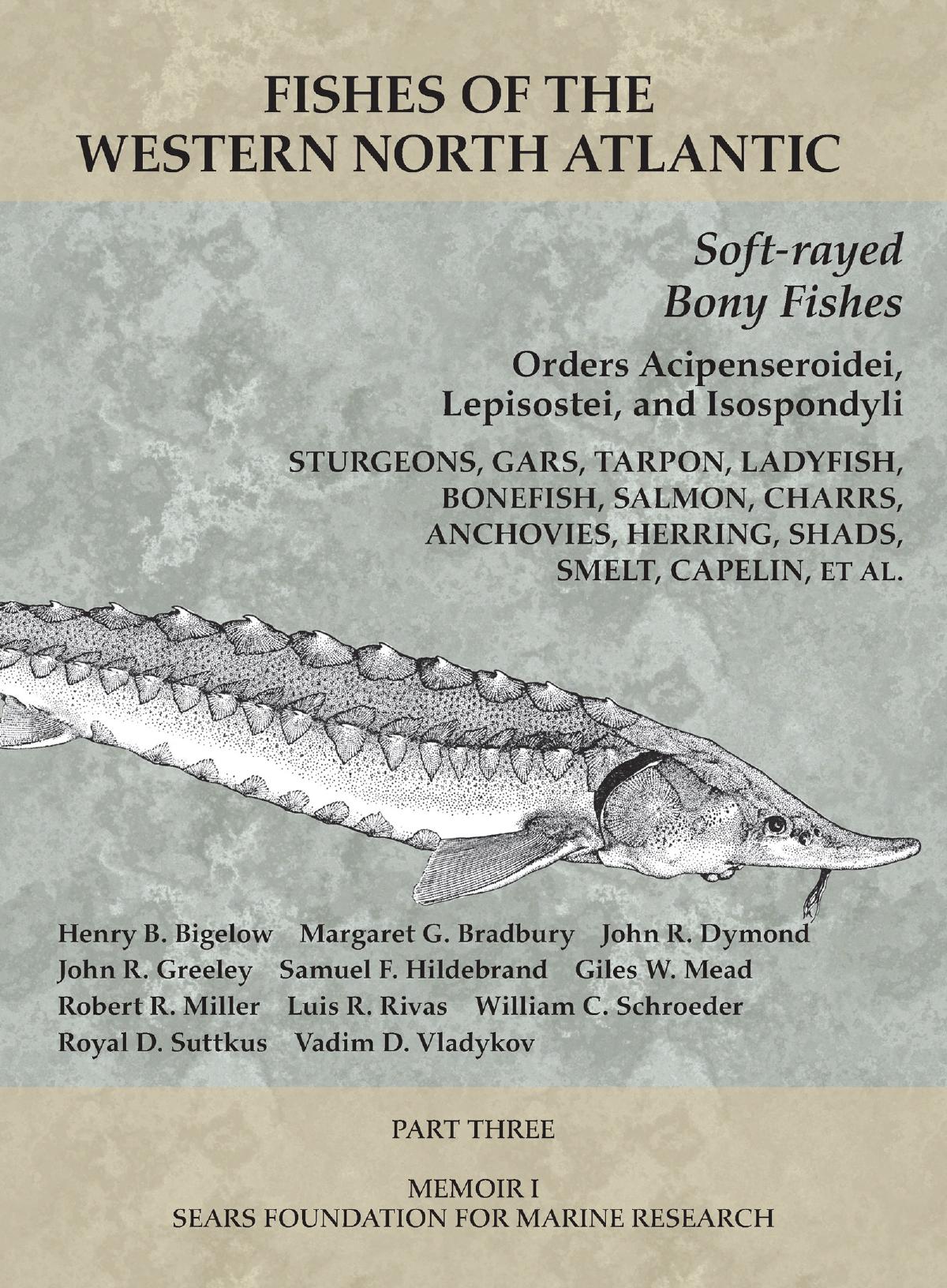 Fishes Of The Western North Atlantic Part 3 Softrayed Bony Fishes Class Osteichthyes Order Acipenseroidei Order Lepisostei Order Henry B Bigelow