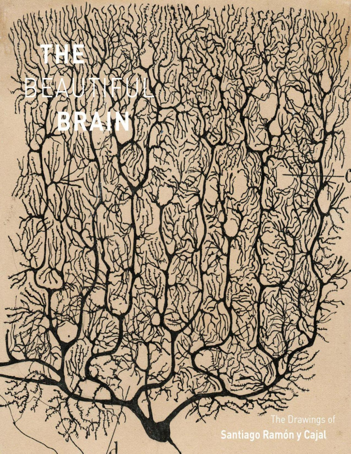The Beautiful Brain The Drawings Of Santiago Ramon Y Cajal Larry W Swanson Eric Newman Alfonso Araque Janet M Dubinsky
