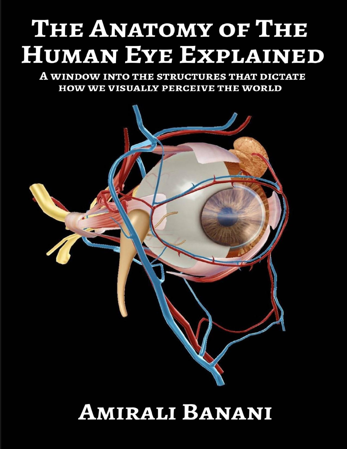 The Anatomy Of The Human Eye Explained Amirali Banani