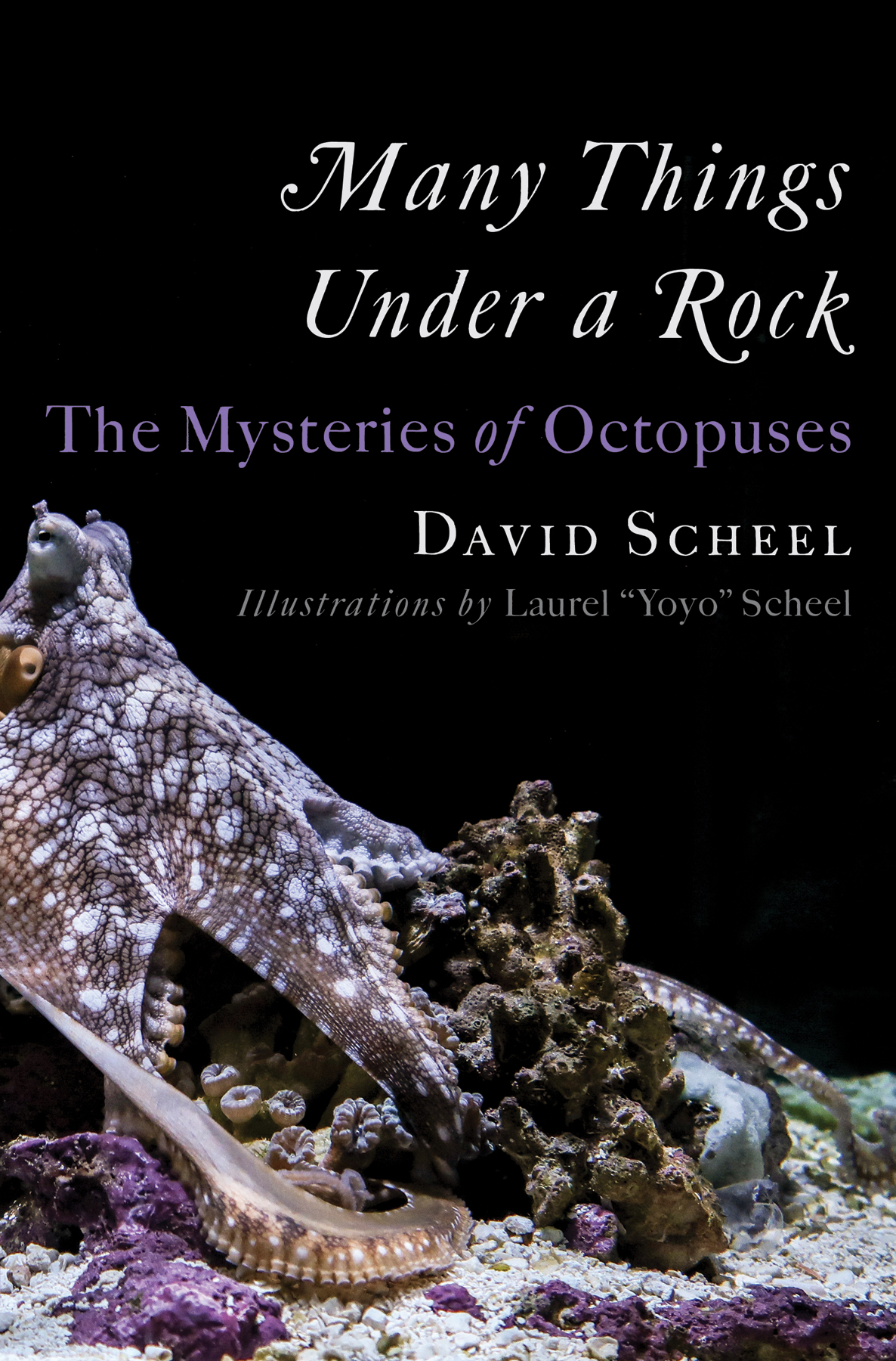 Many Things Under A Rock The Mysteries Of Octopuses David Scheel