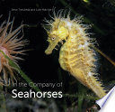 In The Company Of Seahorses Steve Trewhella Julie Hatcher