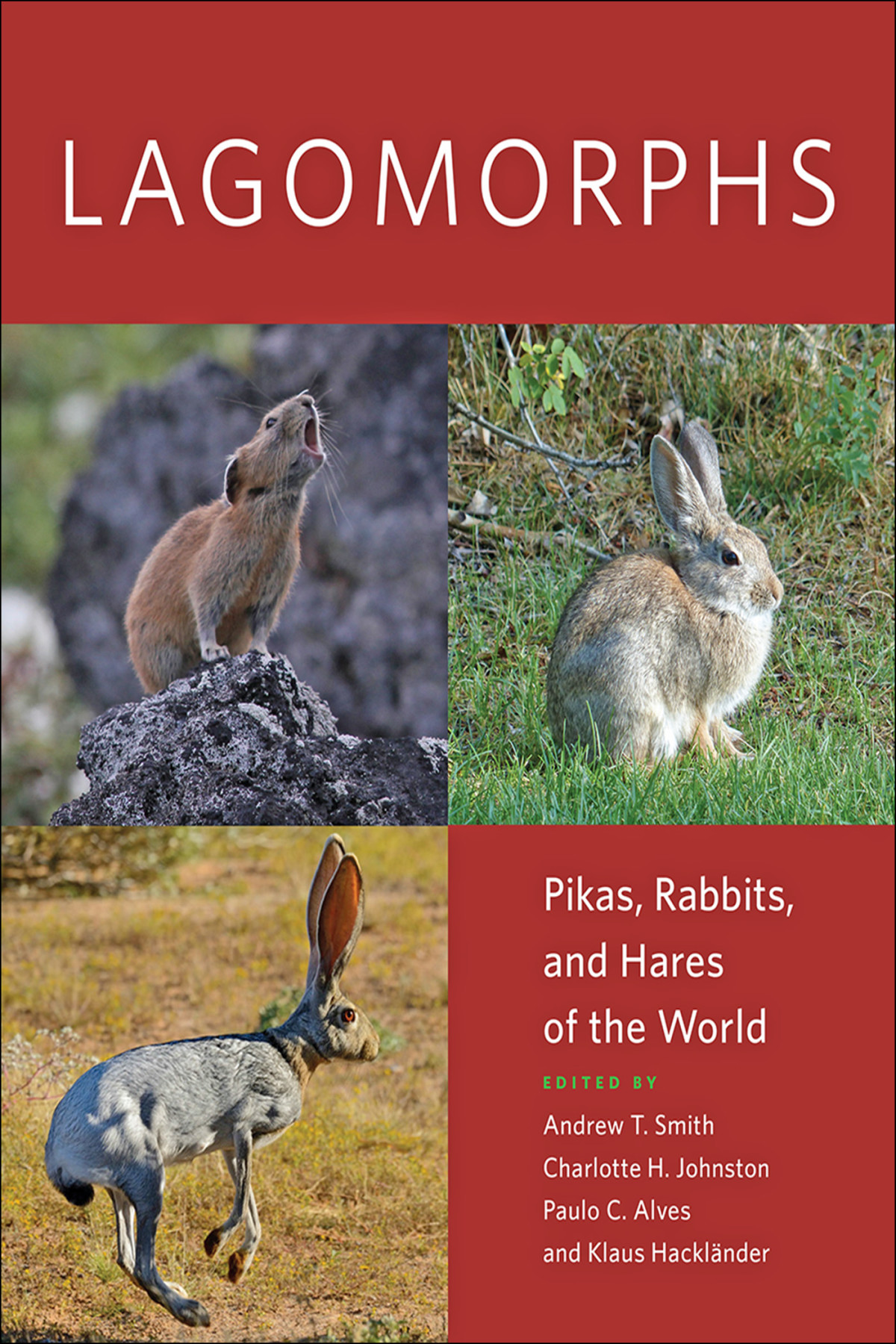 Lagomorphs Andrew T Smith