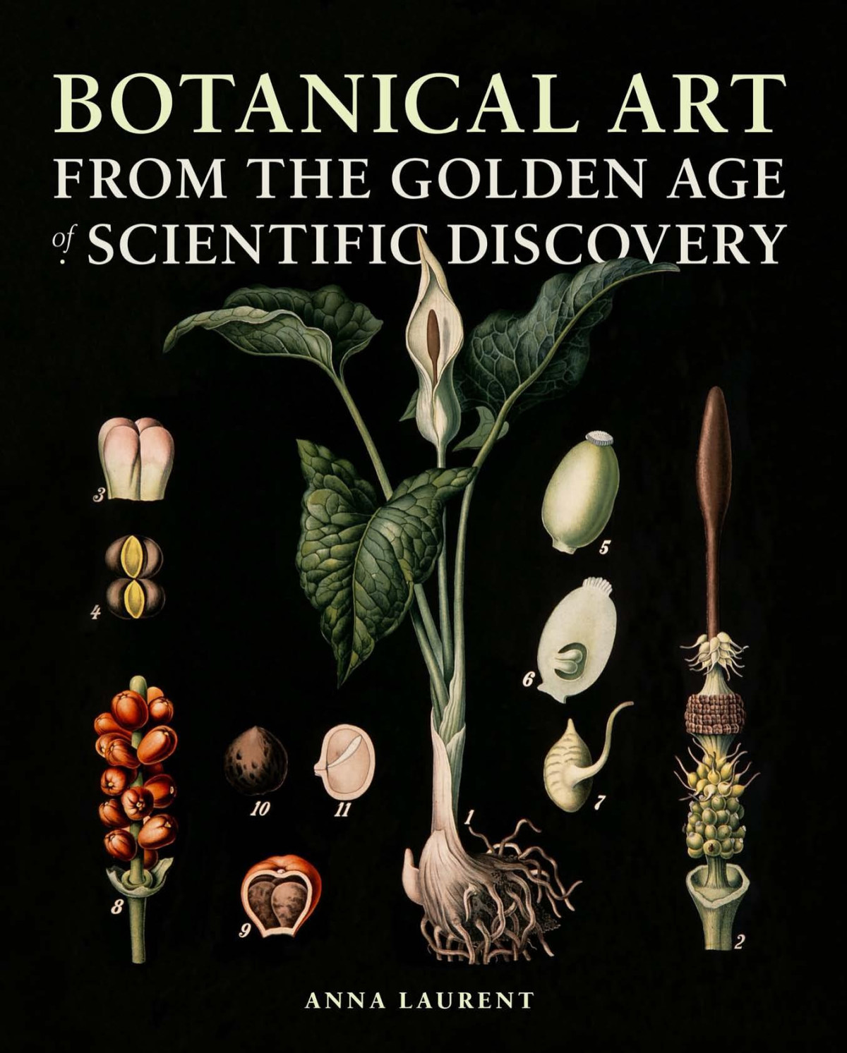 Botanical Art From The Golden Age Of Scientific Discovery Illustrated Anna Laurent