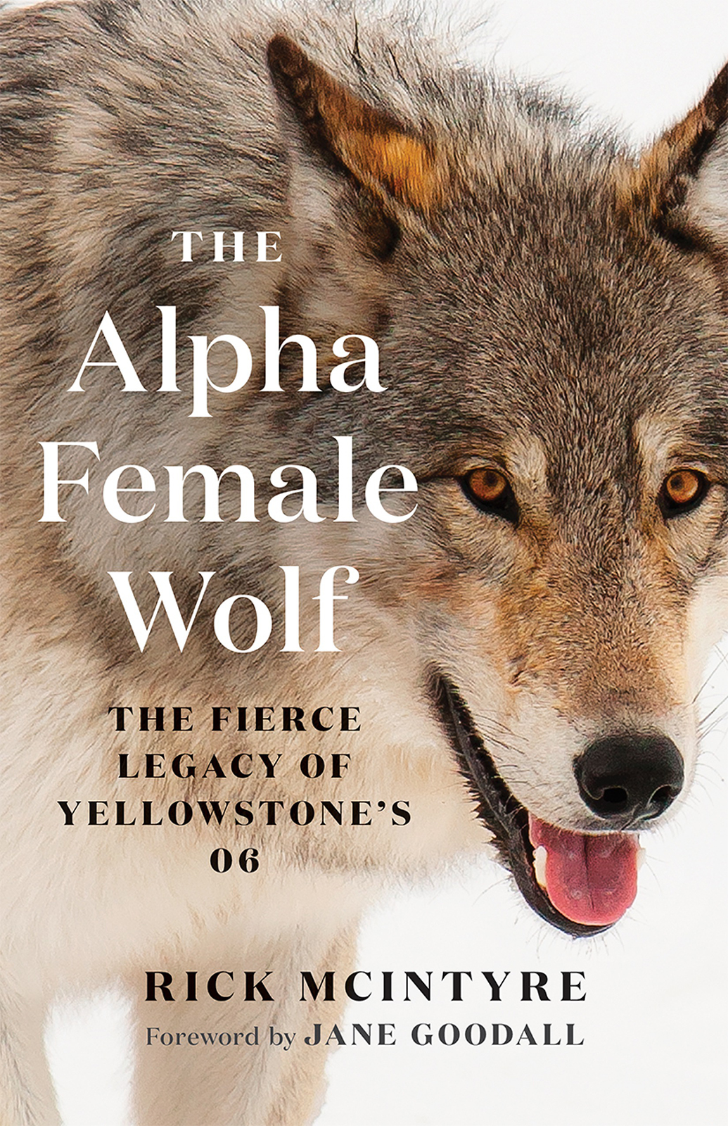 The Alpha Female Wolf Rick Mcintyre Jane Goodall
