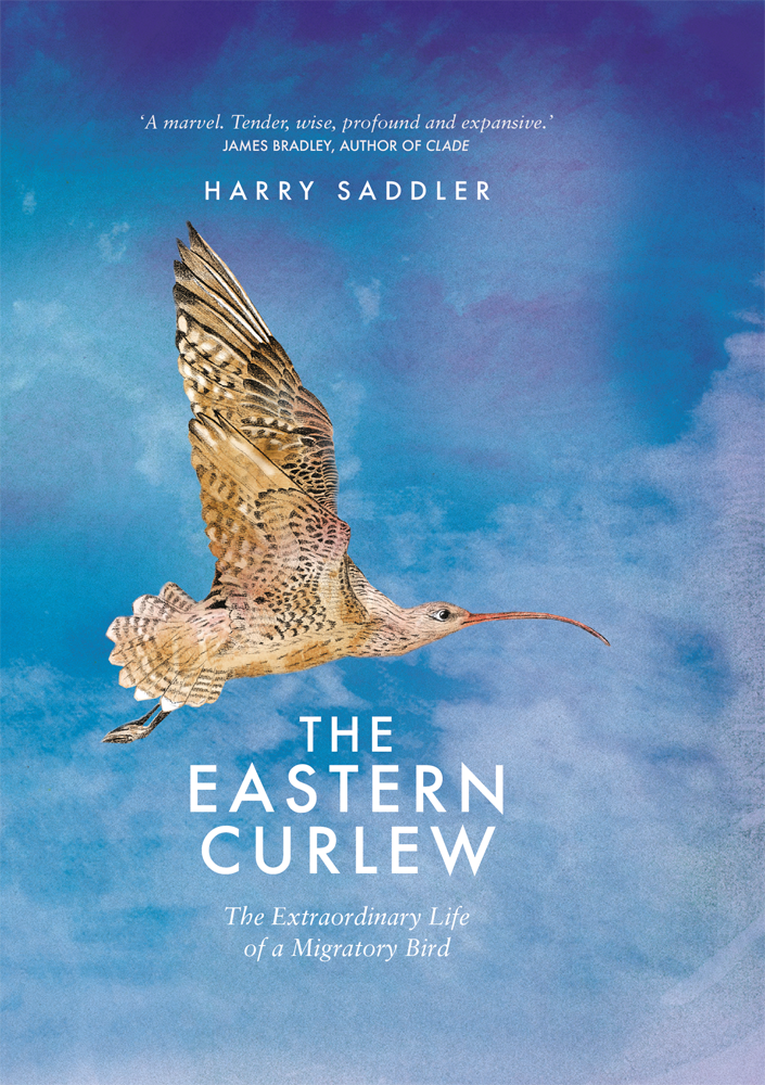 The Eastern Curlew Harry Sadler