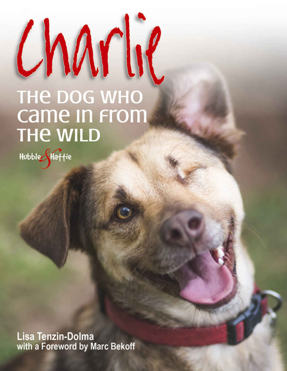 Charlie The Dog Who Came In From The Wild Lisa Tenzindolma