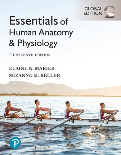 Essentials Of Human Anatomy Physiology Global Edition 13th Edition 13th Edition Elaine N Marie