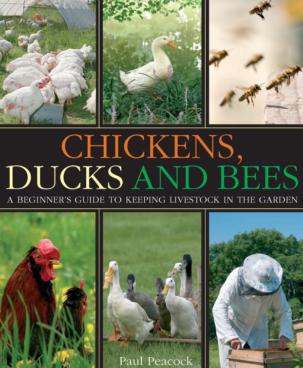 Chickens Ducks And Bees A Beginners Guide To Keeping Livestock In The Garden Paul Peacock